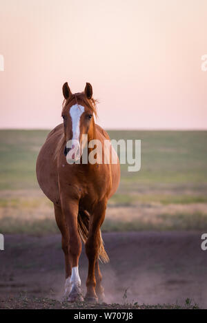 Cavalli selvaggi il pascolo in un prato di sunrise. Concetto di libertà nella natura Foto Stock