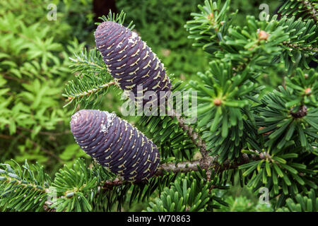 Due coni di abete Coreano, Abies koreana Foto Stock