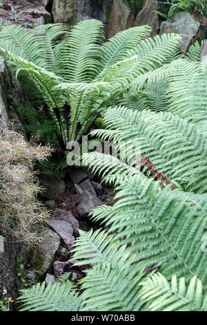 Ostrich fern crescendo in un letto di ruscello, Matteuccia struthiopteris, foglie di felce penna Foto Stock