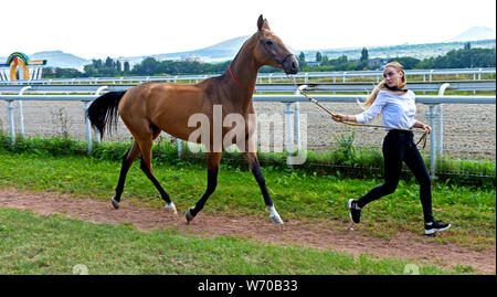 Ritratto di un akhal-teke cavallo ahd trainer. Foto Stock