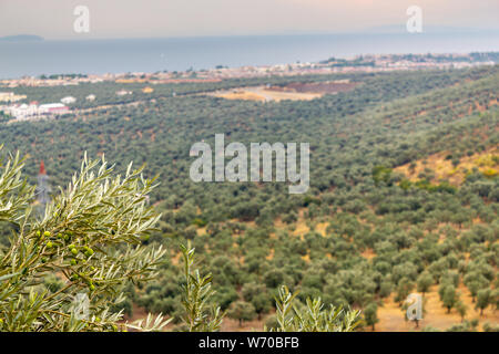 Gli Ulivi Agriturismo antenna panorama vista panoramica Foto Stock