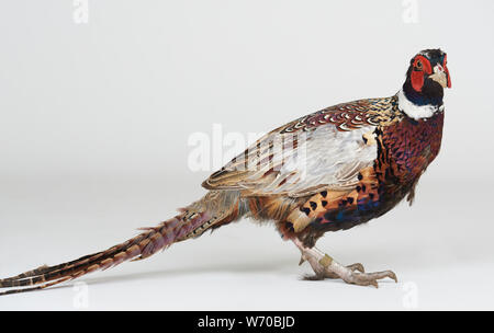 Fagiano uccello stand su sfondo bianco isolato Foto Stock