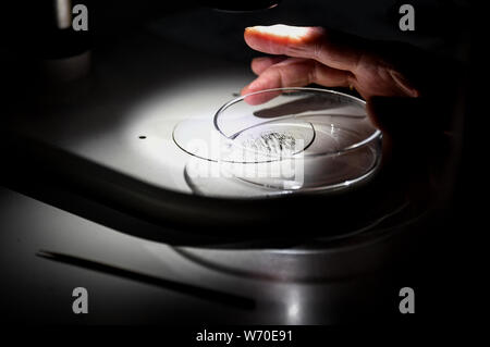 Berlino, Germania. Il 30 luglio, 2019. Un partecipante guarda con il microscopio in corrispondenza di un workshop nel museo di storia naturale in una capsula di Petri in cui mini meteoriti potrebbero giacere. I volontari cercano di scoprire mini meteoriti raccolti dai tetti di Berlino. (A DPA: 'Cerca per micrometeorites dal tetto - cittadini aiutare i ricercatori a') Credito: Britta Pedersen/dpa-Zentralbild/dpa/Alamy Live News Foto Stock