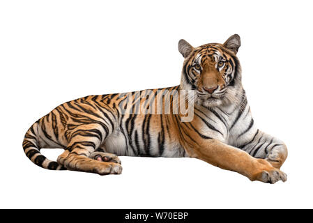 Femmina di tigre del Bengala giacente isolati su sfondo bianco Foto Stock