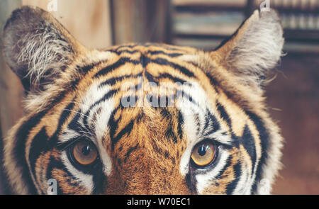 Femmina di tigre del Bengala testa close up Foto Stock