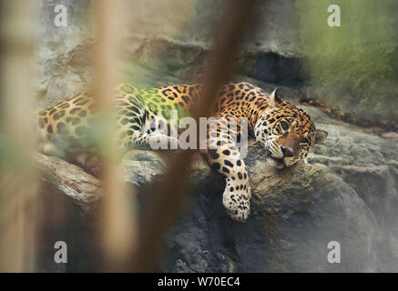 Jaguar poggiante sulla roccia in zoo Foto Stock