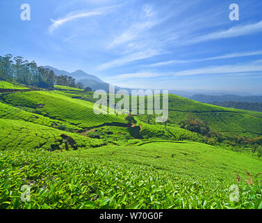 Tea Garden Munnar Kerala, India Foto Stock