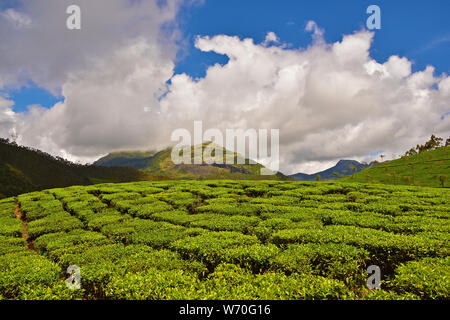 Tea Garden Munnar Kerala, India Foto Stock