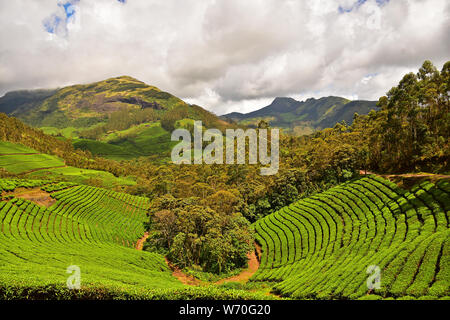 Tea Garden Munnar Kerala, India Foto Stock