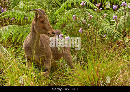 Nilgiri Thar e Nilakurinji Flowers, Parco Nazionale di Erafikulam, Munnar, Kerala, India Foto Stock