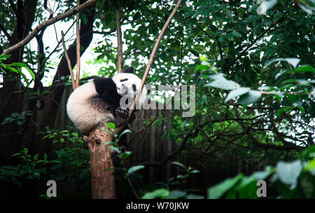 Baby panda seduto su un albero a Chengdu Cina Foto Stock