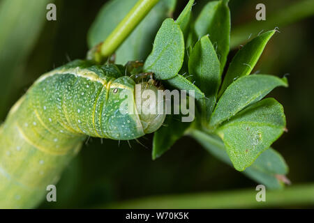 Testa di un bruco verde con strisce bianche sul lato Foto Stock