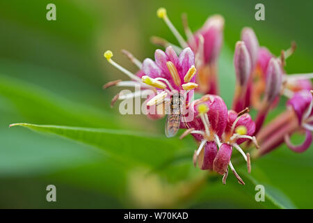 Hoverfly appollaiate su un fiore di caprifoglio Foto Stock