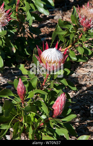 Sydney Australia, protea cynaroides piccolo principe bush nel giardino Foto Stock