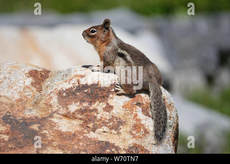 Cascata dorata massa mantled scoiattolo (Spermophilus saturatus) in Mount Rainier National Park, Luglio 2019 Foto Stock