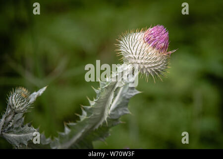 Una chiusura di un singolo impianto di cardo testa appena iniziando a fiore e con copia spazio intorno. Essa è fissata contro una naturale fuori fuoco backgroun verde Foto Stock