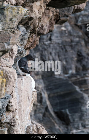 Due Razorbills appollaiato sulle ripide scogliere a Porto Whaligoe vicino a stoppino in Caithness in Scozia Foto Stock