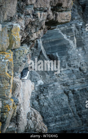 Un Razorbill appollaiato sulle ripide scogliere a Porto Whaligoe vicino a stoppino in Caithness in Scozia Foto Stock