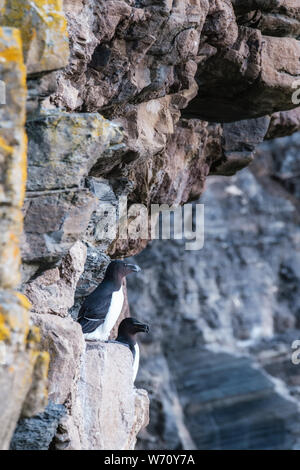 Due Razorbills appollaiato sulle ripide scogliere a Porto Whaligoe vicino a stoppino in Caithness in Scozia Foto Stock