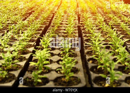I Germogli cresciuti in contenitori con il suolo, piante in serra, piantine per ulteriori reimpianto Foto Stock