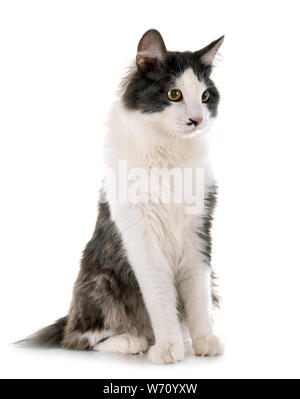 Kurilian Bobtail davanti a uno sfondo bianco Foto Stock