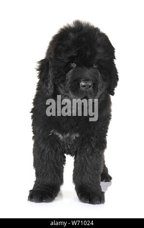 Cucciolo di cane di Terranova di fronte a uno sfondo bianco Foto Stock