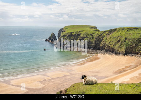 Una pecora sulle scogliere a Malin Beg Beach Foto Stock