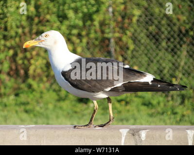 Seagull in attesa sul bordo della strada per il cibo nei Paesi Bassi Foto Stock