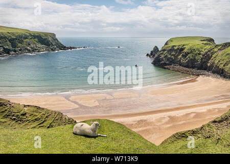 Una pecora sulle scogliere a Malin Beg Beach Foto Stock