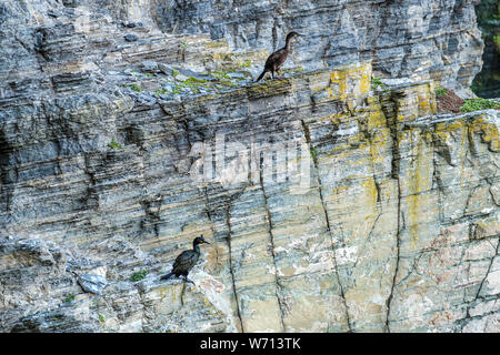 Due uccelli Shag appollaiato sulle ripide scogliere a Porto Whaligoe vicino a stoppino in Caithness in Scozia Foto Stock