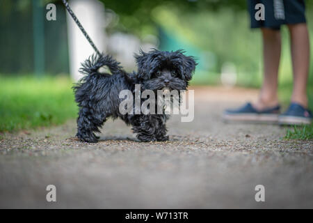Un nero Bolonka Zwetna cucciolo guarda nella telecamera Foto Stock