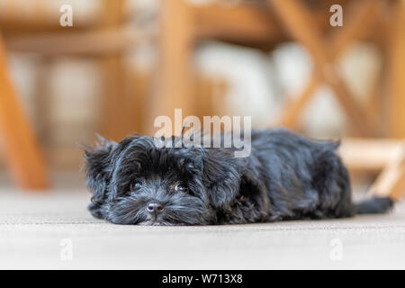 Un nero Bolonka Zwetna cucciolo guarda nella telecamera Foto Stock