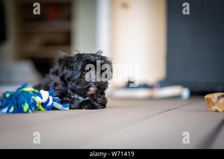 Un nero Bolonka Zwetna cucciolo guarda nella telecamera Foto Stock