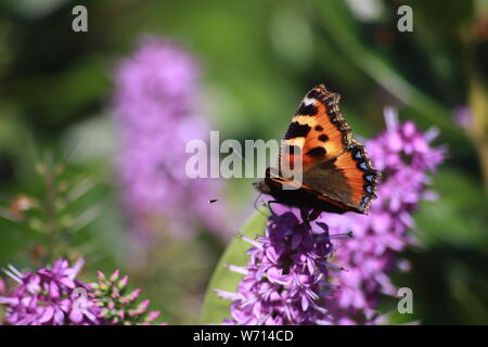 Dipinto di Lady buttefly sul lilla Hebe bush Foto Stock