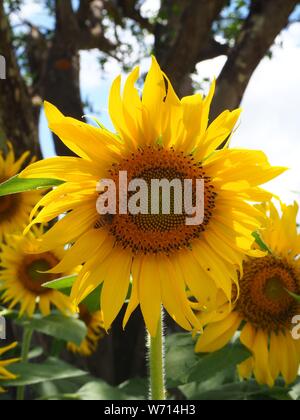 Api attratti da girasoli!!! Foto Stock