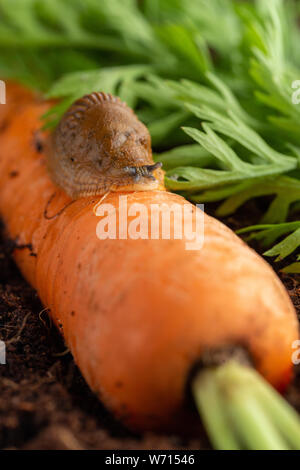 giovane grande troia rossa che si nutrisce di carote biologiche Foto Stock