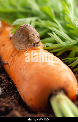 giovane grande troia rossa che si nutrisce di carote biologiche Foto Stock