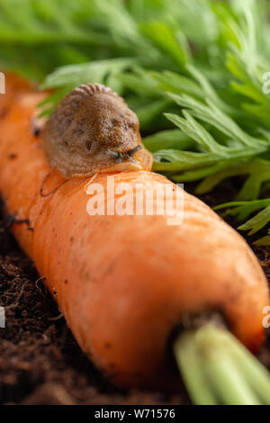 giovane grande troia rossa che si nutrisce di carote biologiche Foto Stock