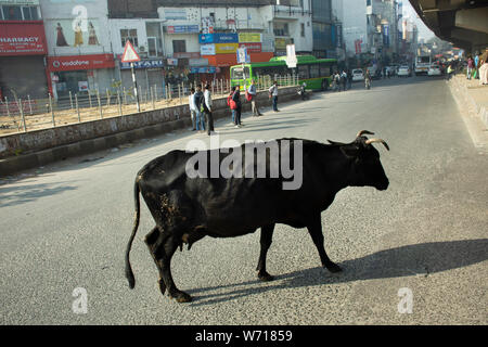 Mucca camminando sulla strada e peoplewalking indiano sulla strada principale con traffico in tempo di mattina a Nuova Delhi city il 18 marzo 2019 a New Delhi, Foto Stock