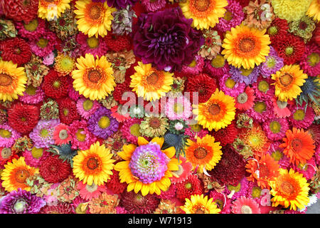 Sfondo a motivi floreali densi con fiori vivaci multicolori come gerbere gialle, dalie viola e fiori autunnali rosa. Foto Stock
