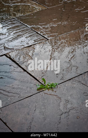 Ripulisca dalle erbacce crescita attraverso lo spazio in wet textured pietre per pavimentazione. Foto Stock