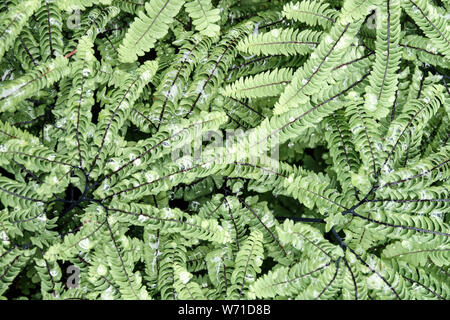 Felce capelvenere, Adiantum aleuticum, foglie di felce di piante in giardino Foto Stock