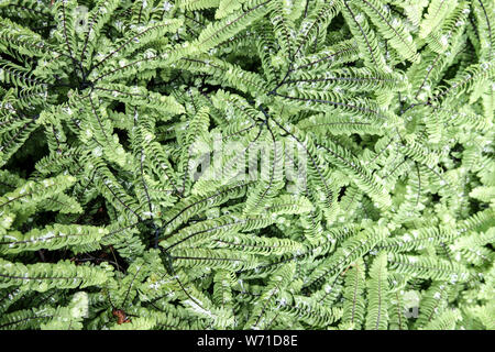 Felce capelvenere, Adiantum aleuticum, foglie di felce di piante in giardino Foto Stock