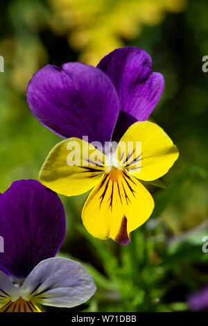 Violetta Johnny Jump Up (Viola tricolore), close-up Foto Stock