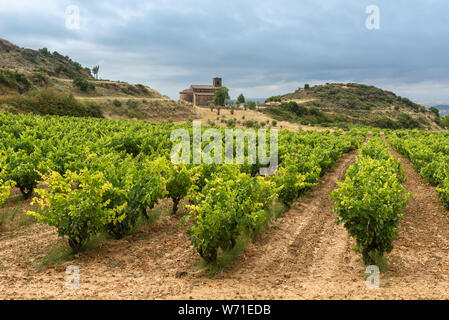 Vigneti in estate con Santa Maria de la Piscina cappella come sfondo, La Rioja, Spagna Foto Stock