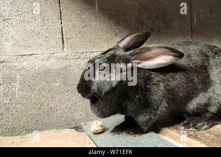 Coniglietto nero o coniglio. Simpatici animali di fattoria Foto Stock