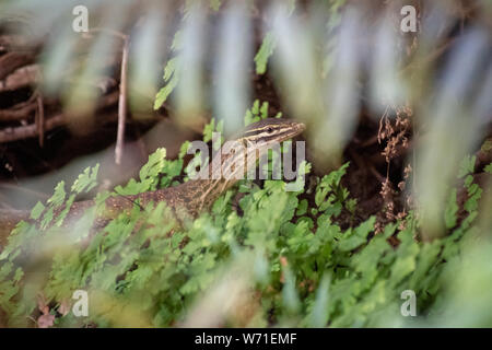 Goanna di intrufolarsi in tra piante al fondo del Dales Gorge a Karijini National Park in Australia Foto Stock