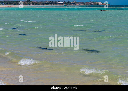 Gli squali nuotare lungo la spiaggia vicino a Coral Bay Australia Foto Stock