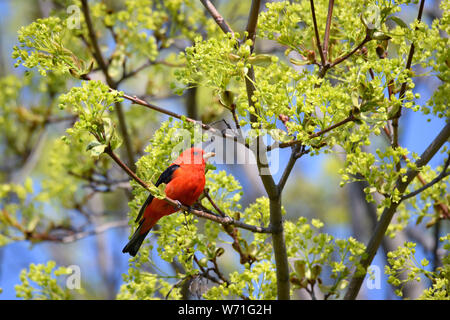 Un Scarlet Tanager foraggi per un pasto in Norvegia Maple durante la sua migrazione a molla sosta a Toronto il popolare Ashbridges Bay Park. Foto Stock