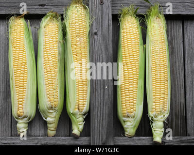 Il mais dolce organico, mais freschi raccolti in scatole di legno .raccolto di mais, la produzione di mais, agricoltura biologica, per la produzione di cibo e la coltivazione di ortaggi Foto Stock